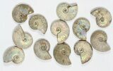 Lot: KG Silver Iridescent Ammonites (-) - Pieces #79446-2